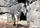 動物図鑑・チャップマンシマウマの写真 4